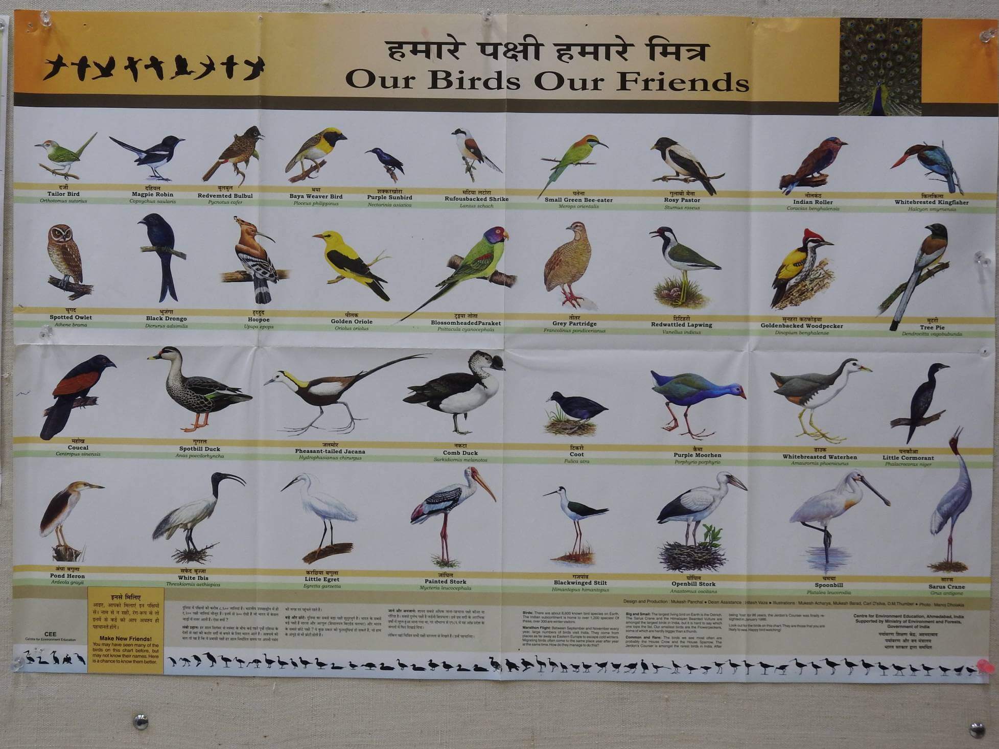 Bird Chart Science Shop